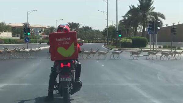 UAE: Gazelles spotted on Abu Dhabi streets to be relocated after video goes viral